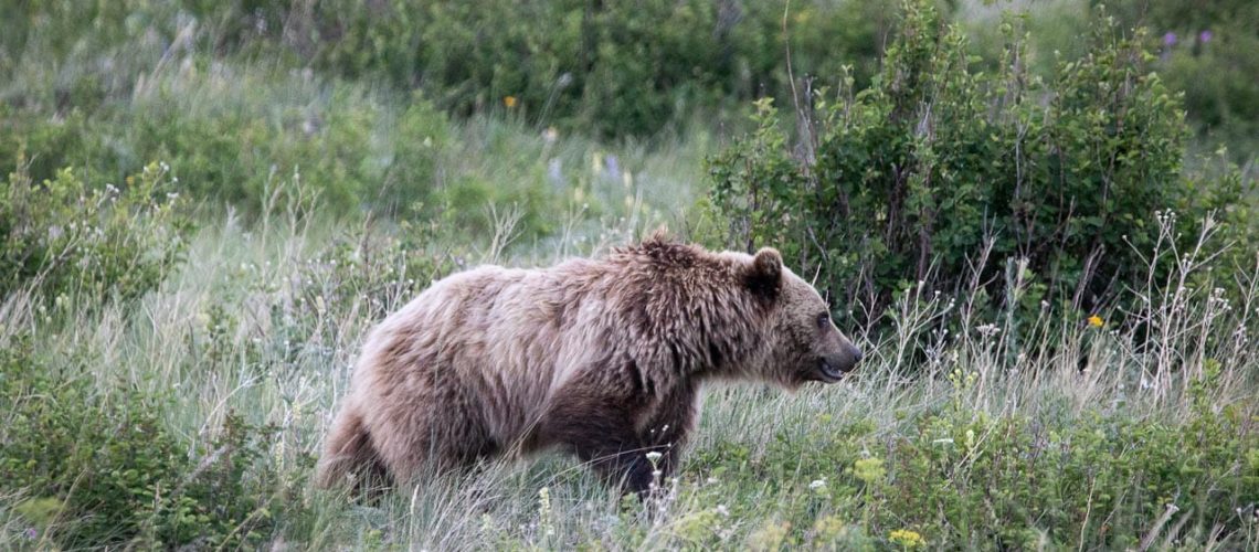 Options for Restoring Grizzly Bears to the North Cascades to Be Evaluated by NPS, U.S. Fish and Wildlife Service